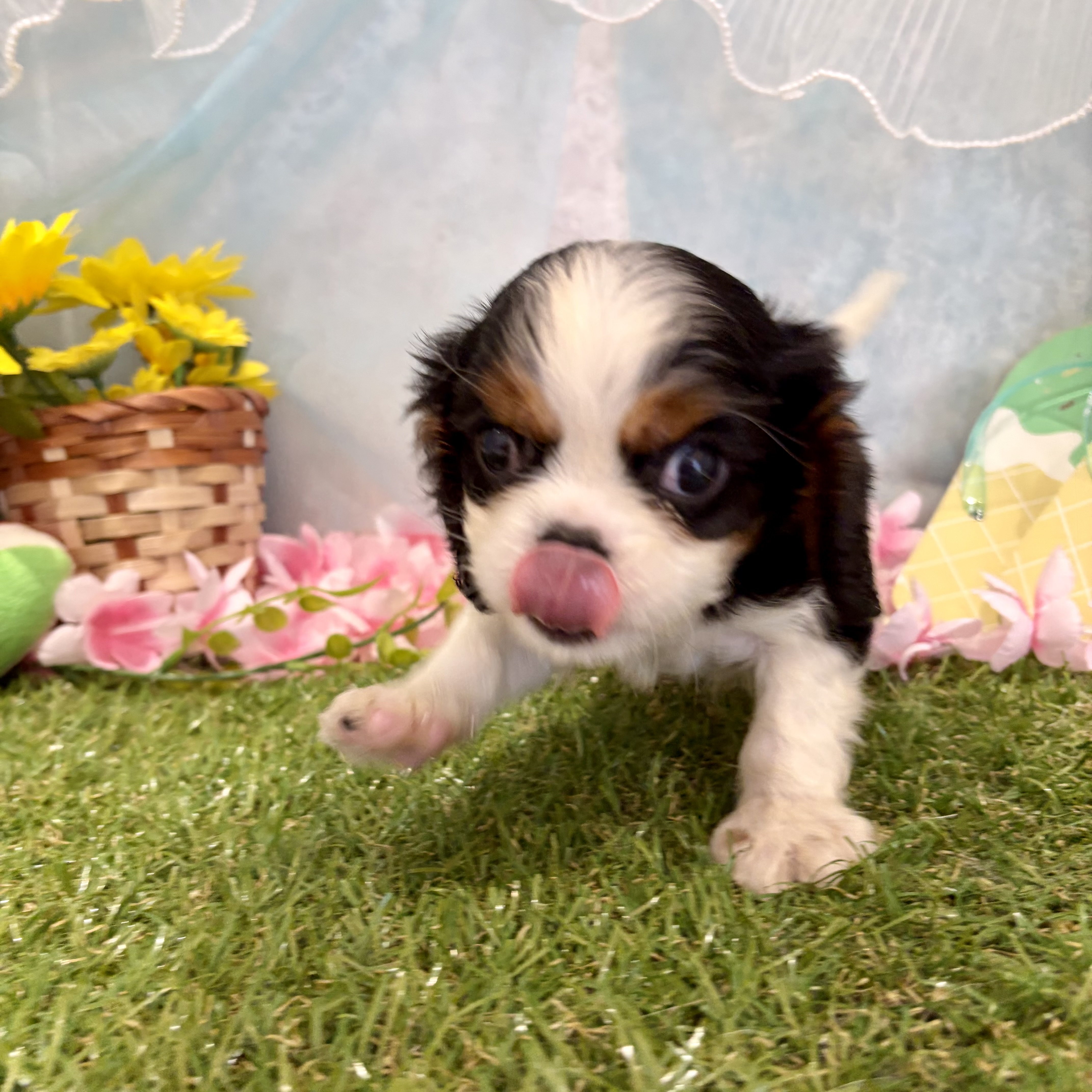 福岡県のキャバリアキングチャールズスパニエル (犬の家＆猫の里くりえいと宗像店/2026年5月23日生まれ/男の子/トライカラー)の子犬の4枚目の画像