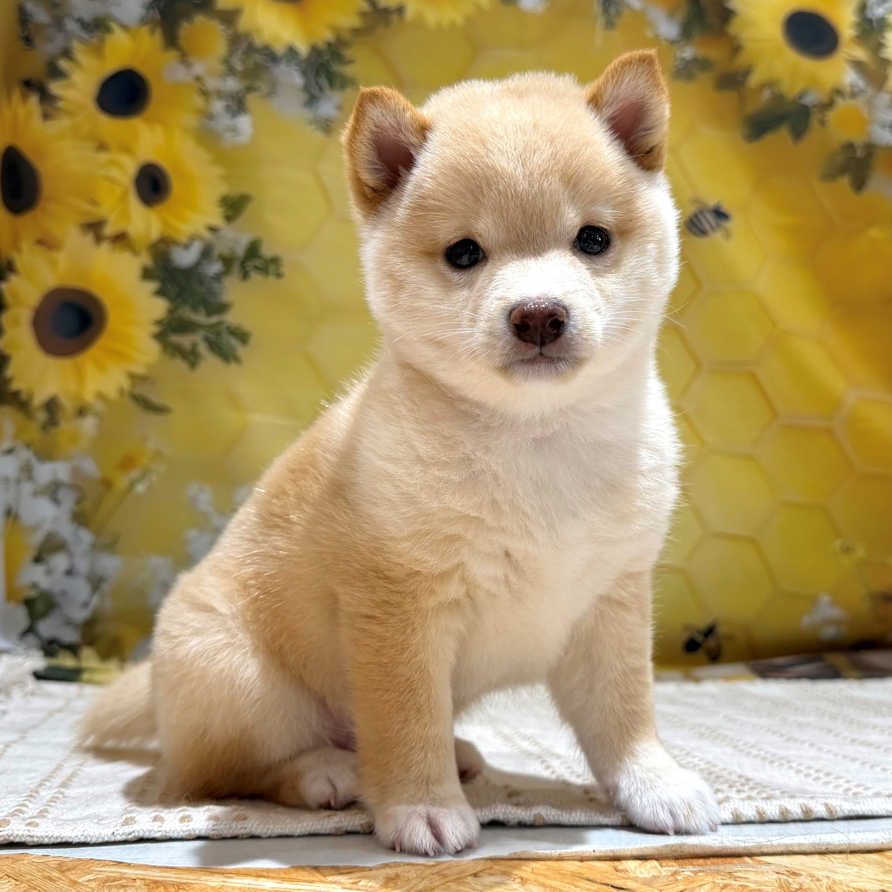 福岡県の豆柴 (犬の家＆猫の里トリアス久山店/2026年5月22日生まれ/男の子/淡赤)の子犬の1枚目の画像