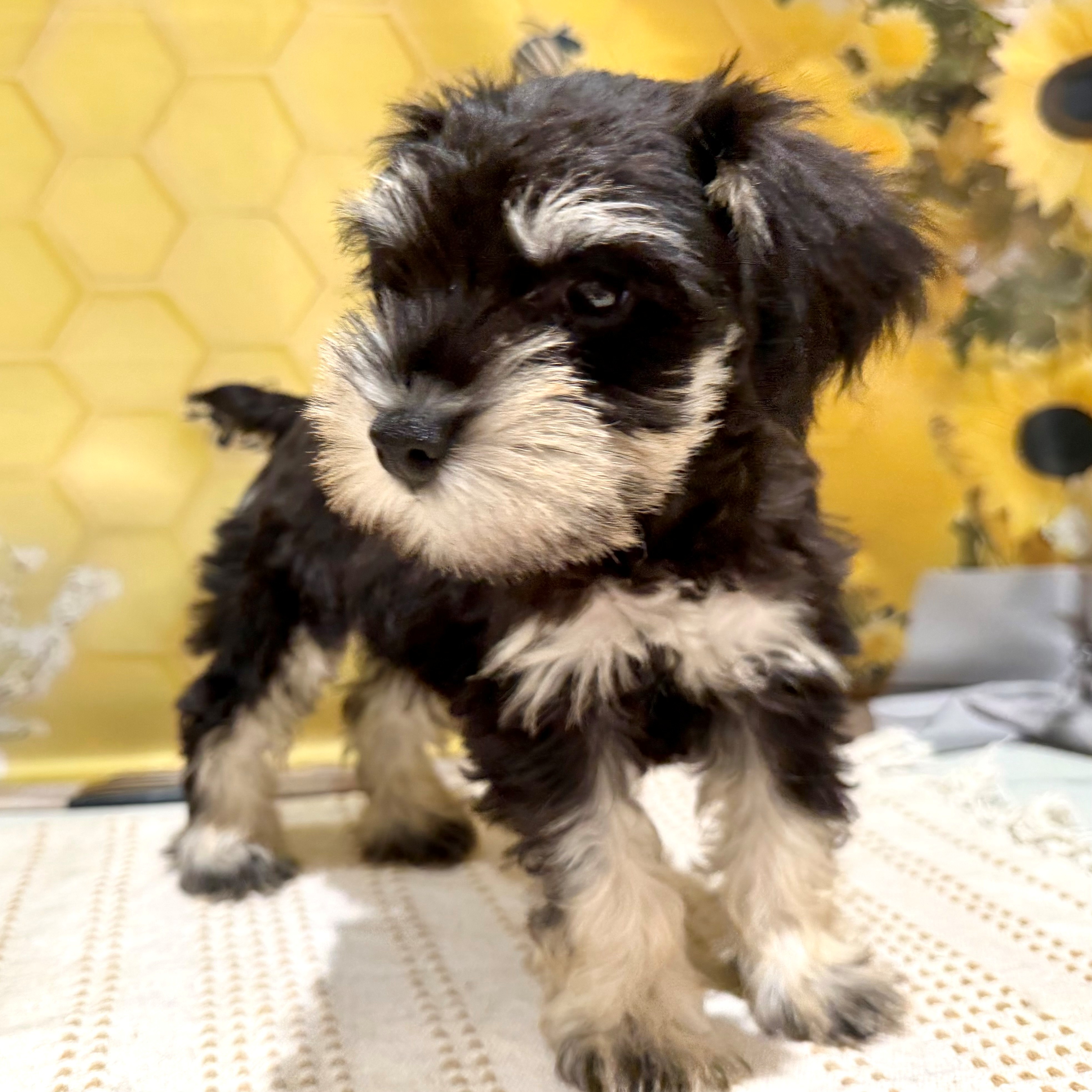 福岡県のミニチュアシュナウザー (犬の家＆猫の里トリアス久山店/2026年5月23日生まれ/女の子/ブラックシルバー)の子犬の4枚目の画像