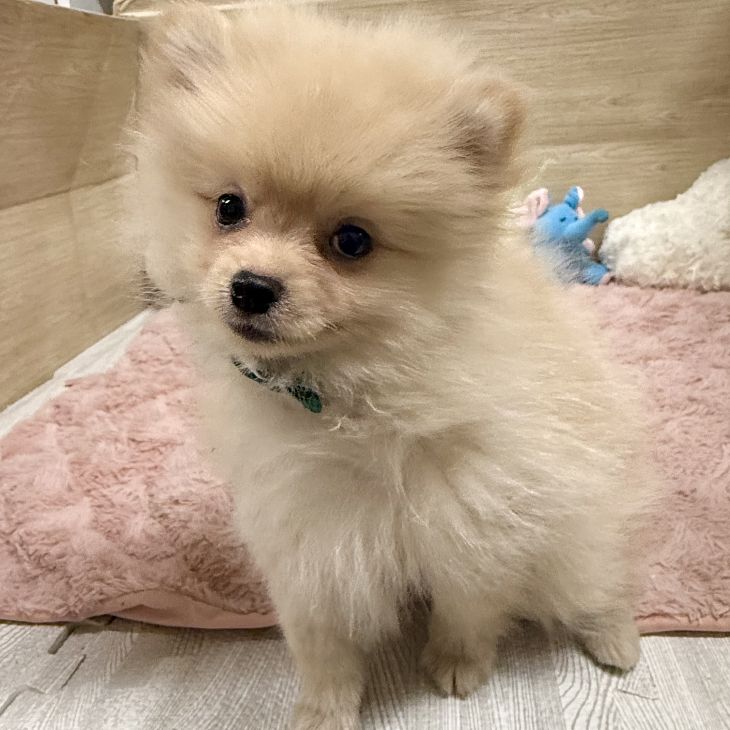 大阪府のポメラニアン (犬の家＆猫の里そよら東岸和田店/2026年5月26日生まれ/女の子/クリーム)の子犬の4枚目の画像