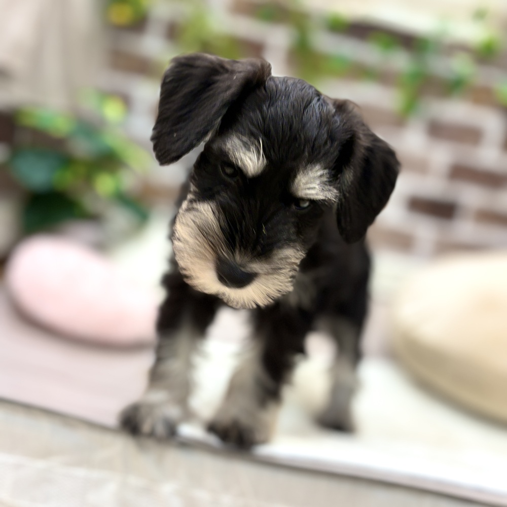 三重県のミニチュアシュナウザー (犬の家＆猫の里三重桑名店/2026年5月25日生まれ/女の子/ブラックシルバー)の子犬の4枚目の画像