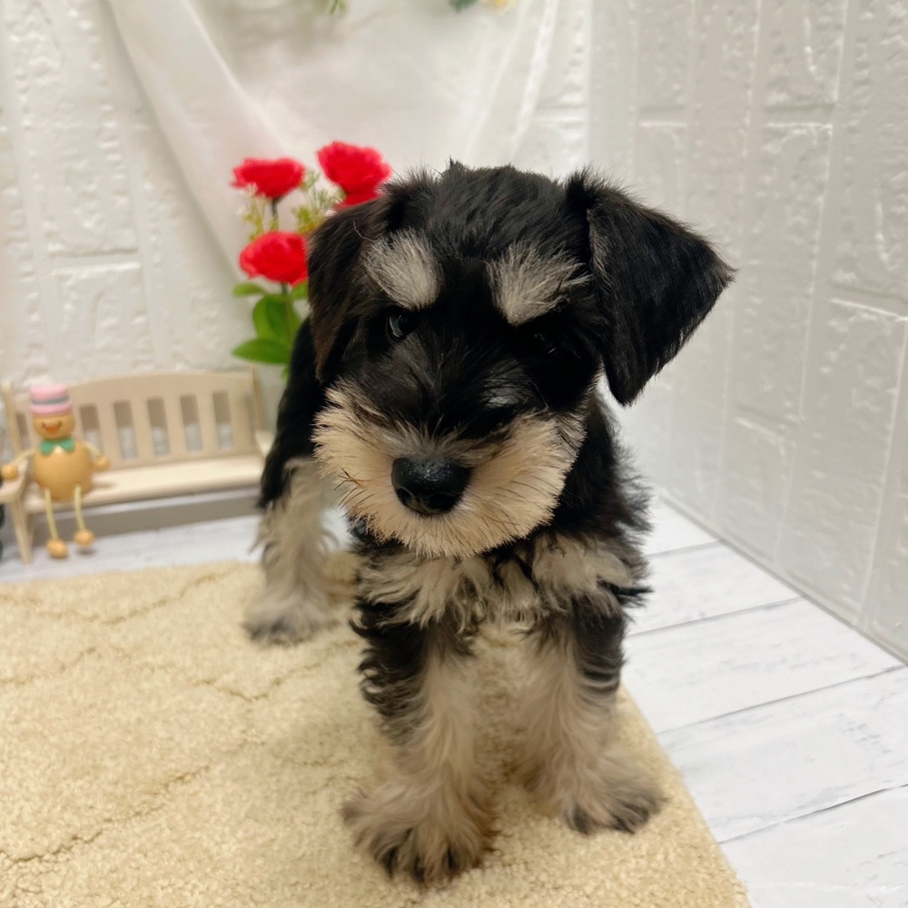 岡山県のミニチュアシュナウザー (犬の家＆猫の里岡山店/2026年5月25日生まれ/女の子/ブラックシルバー)の子犬の4枚目の画像