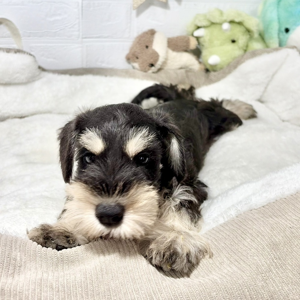 兵庫県のミニチュアシュナウザー (犬の家＆猫の里ニッケパークタウン加古川店/2026年5月25日生まれ/男の子/ブラックシルバー)の子犬の4枚目の画像