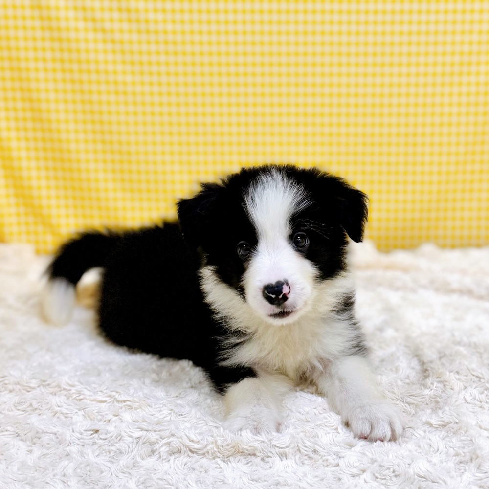 愛知県のボーダーコリー (犬の家＆猫の里一宮店/2026年5月27日生まれ/男の子/ブラックホワイト)の子犬の4枚目の画像