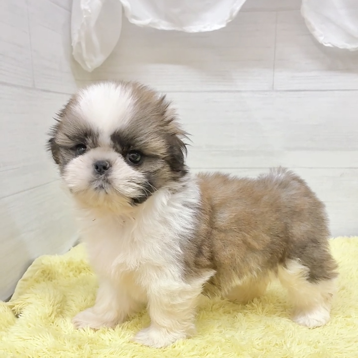 愛知県のシーズー (犬の家＆猫の里碧南店/2026年5月26日生まれ/女の子/ホワイトゴールド)の子犬の4枚目の画像