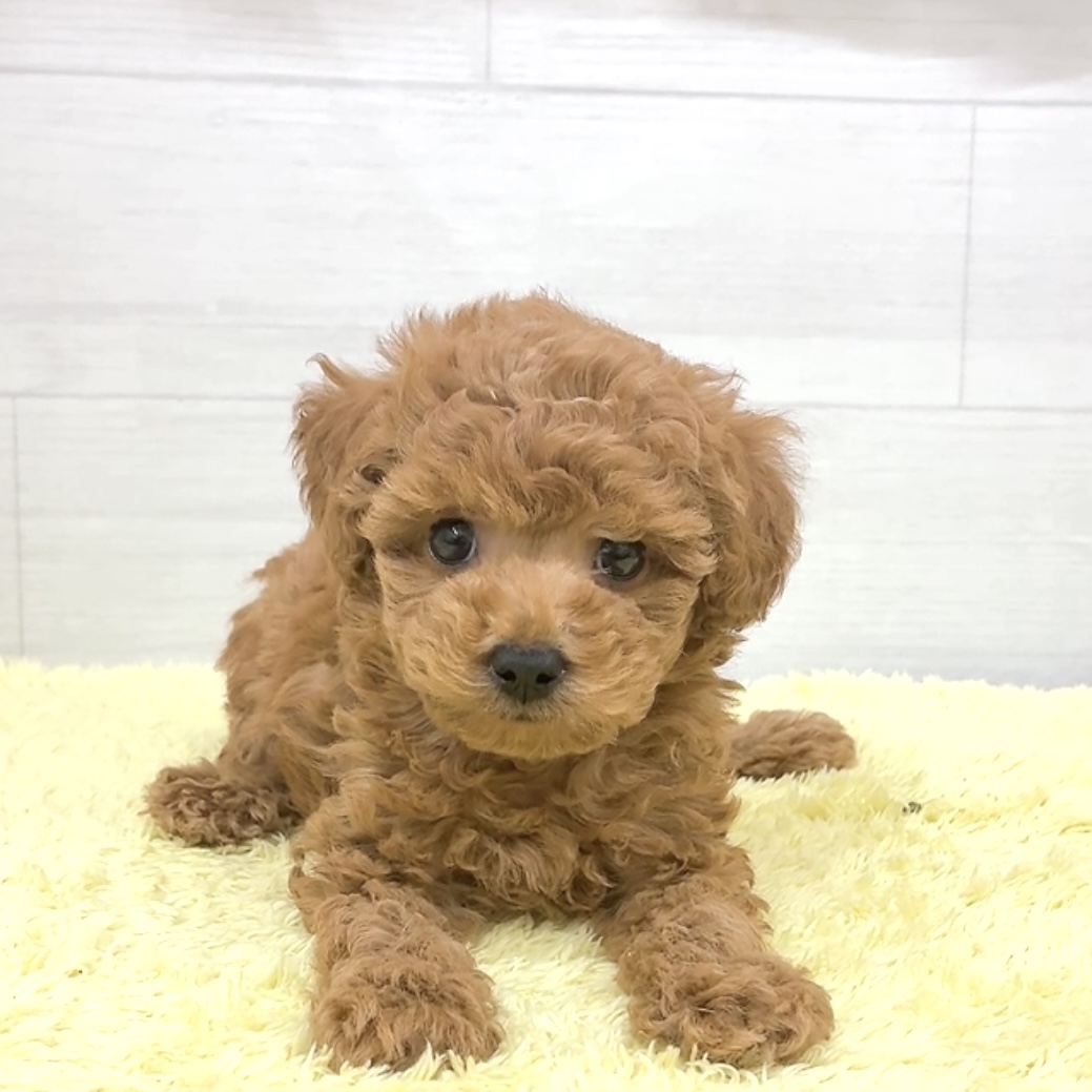 愛知県のトイプードル(トイ) (犬の家＆猫の里碧南店/2026年5月25日生まれ/男の子/レッドフォーン)の子犬の4枚目の画像