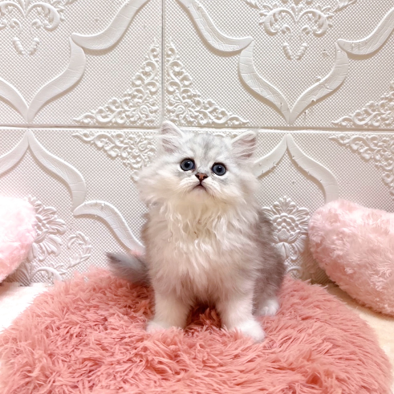 愛知県のペルシャの子猫を価格や特徴で探す|ペットショップ探すなら