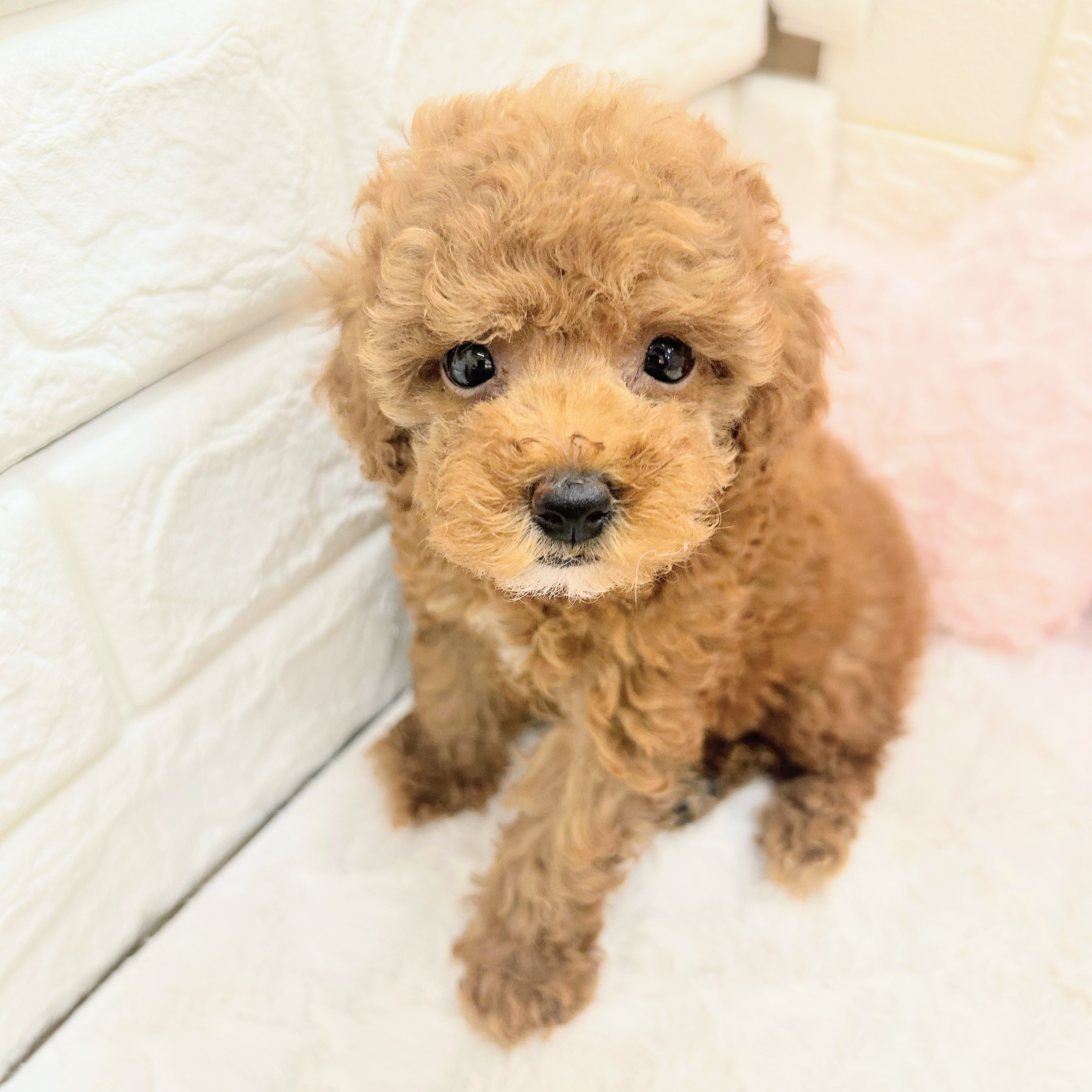 愛知県のトイプードル(トイ) (犬の家＆猫の里アミーゴ神の倉店/2026年5月27日生まれ/女の子/レッドフォーン)の子犬の4枚目の画像