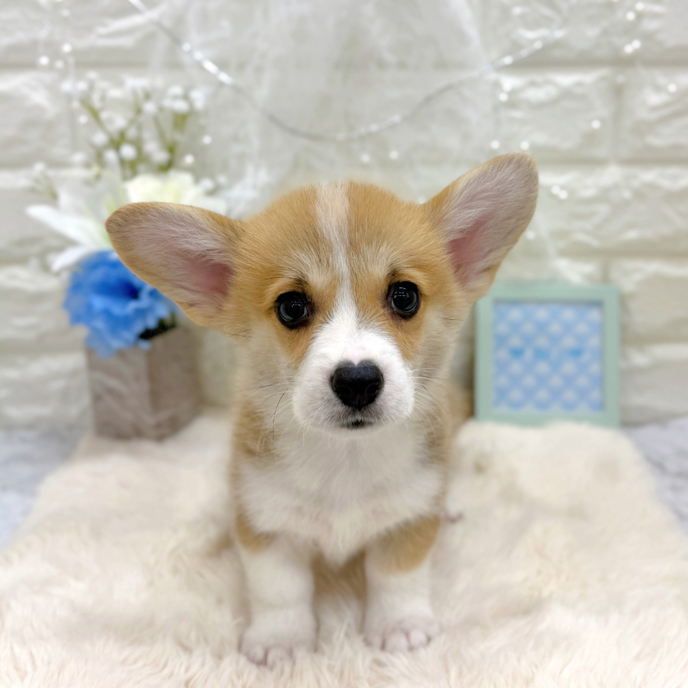 福井県のウェルシュコーギーペンブローク (犬の家＆猫の里アミーゴ福井大和田店/2026年5月26日生まれ/男の子/レッドホワイト)の子犬の1枚目の画像