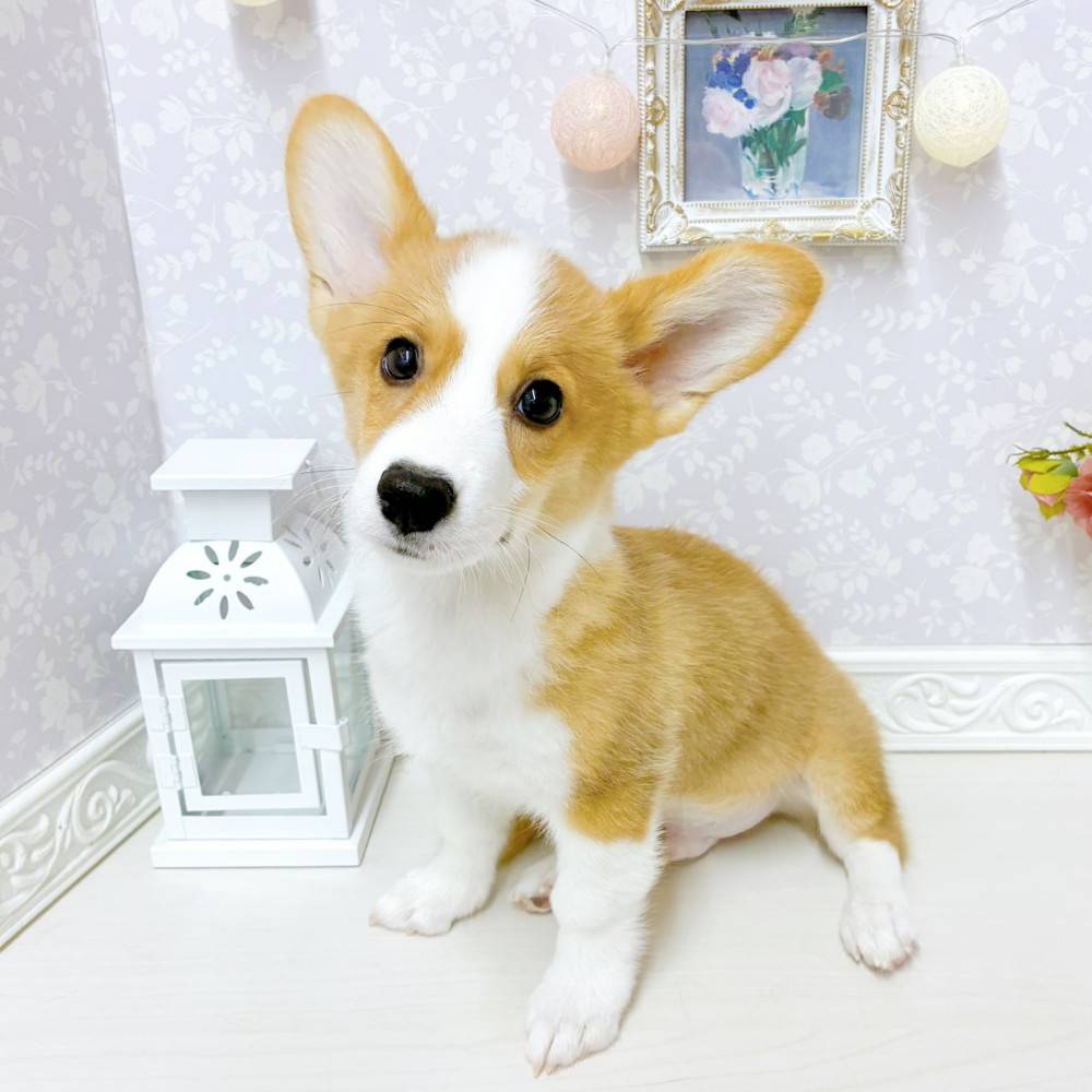 富山県のウェルシュコーギーペンブローク (犬の家＆猫の里アミーゴ山室店/2026年5月26日生まれ/男の子/レッドホワイト)の子犬の4枚目の画像