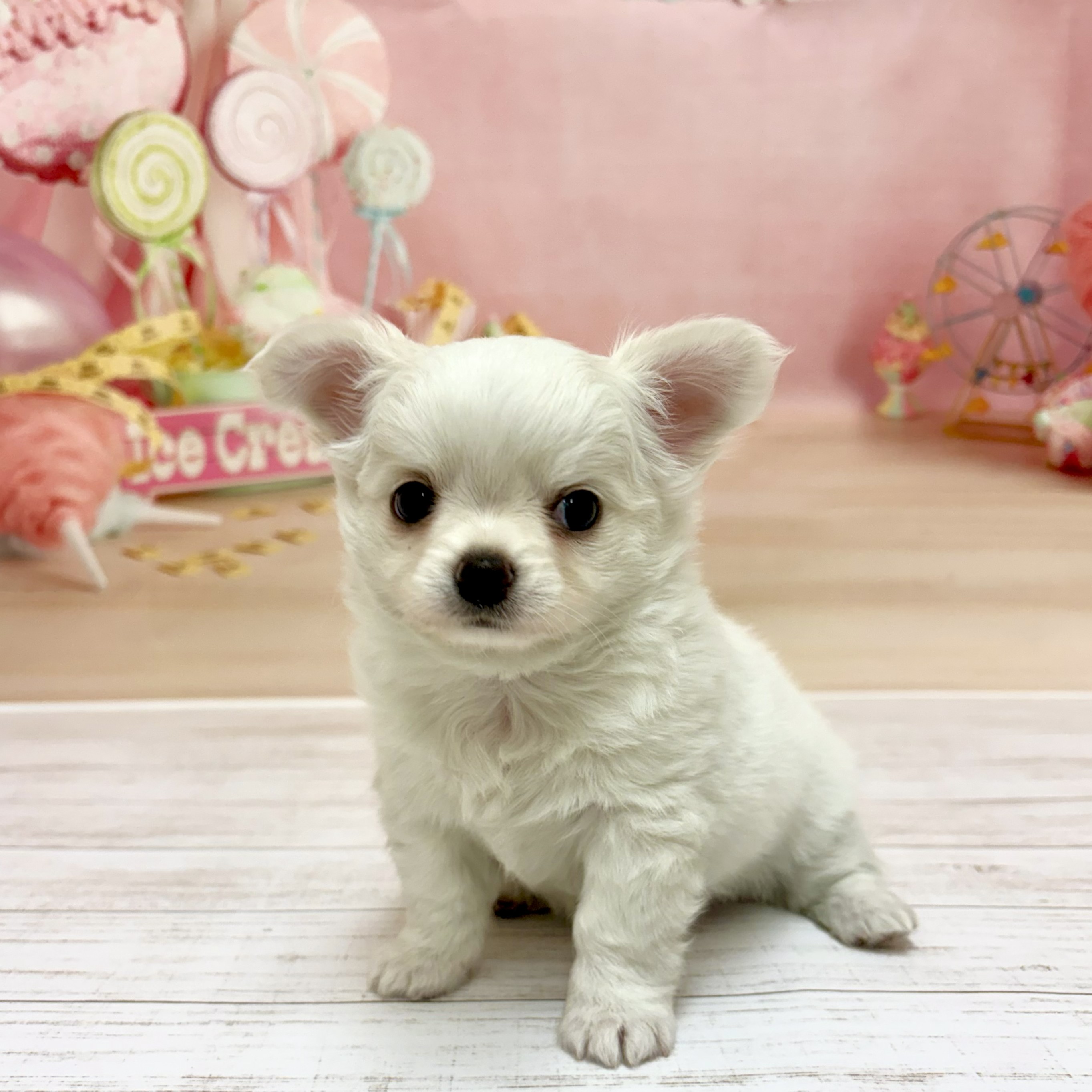 兵庫県のチワワ(ロング) (犬の家＆猫の里尼崎店/2026年5月21日生まれ/男の子/ホワイトクリーム)の子犬の1枚目の画像