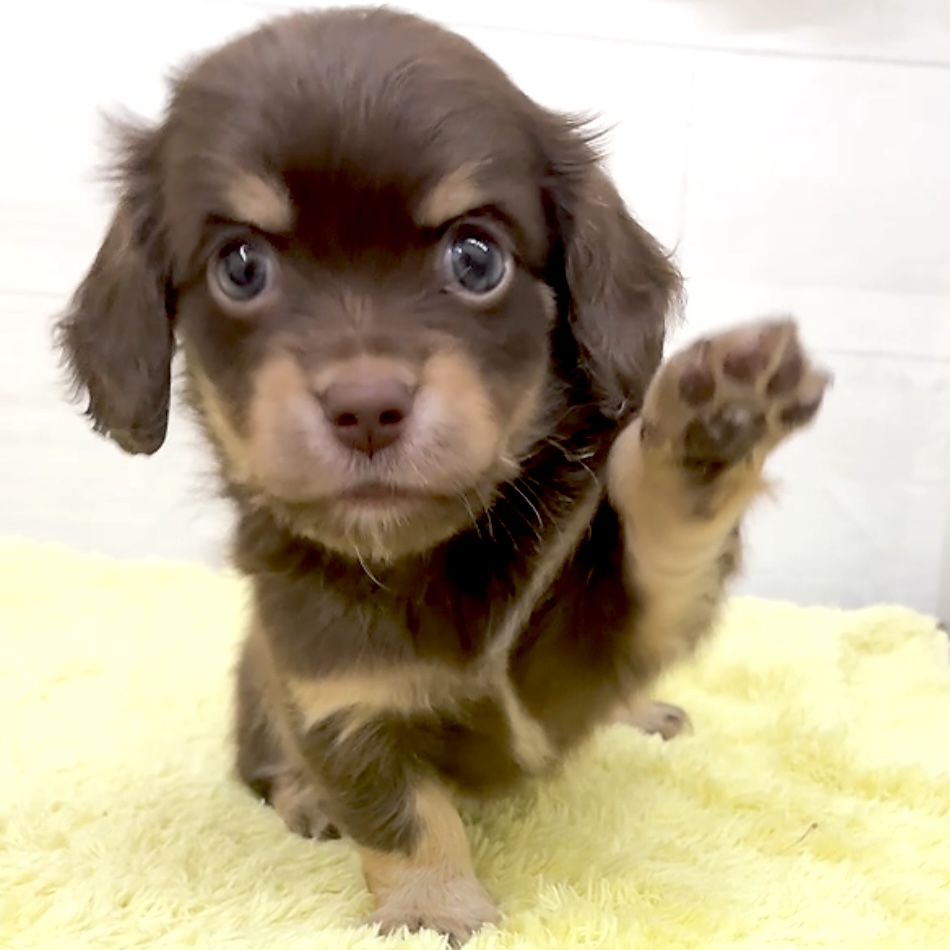 愛知県のチワックス(チワワ×ダックス) (犬の家＆猫の里碧南店/2026年5月27日生まれ/男の子/チョコレートイエロー)の子犬の4枚目の画像
