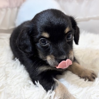 兵庫県のチワックス(チワワ×ダックス) (犬の家＆猫の里カナート西神戸店/2026年5月27日生まれ/女の子/ブラックイエロー)の子犬の4枚目の画像