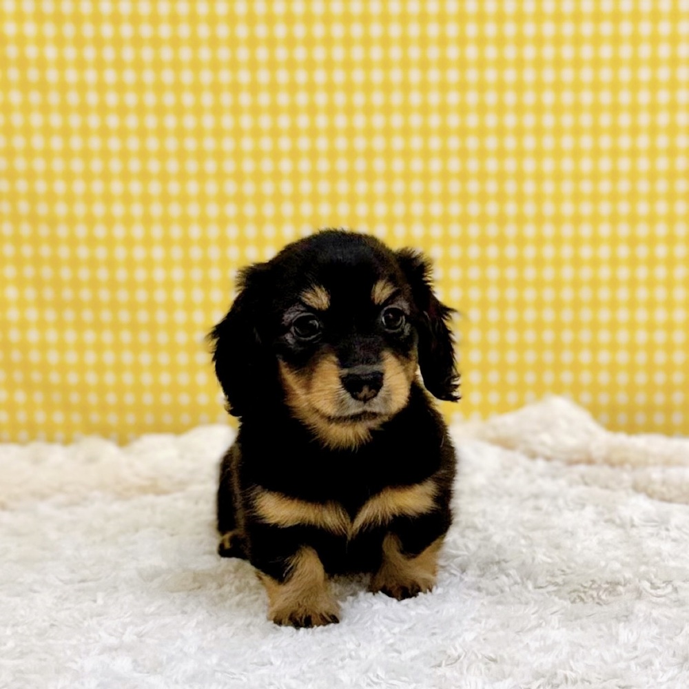 愛知県のカニンヘンダックスフンド(ロング) (犬の家＆猫の里一宮店/2026年5月26日生まれ/女の子/ブラックタン)の子犬の4枚目の画像