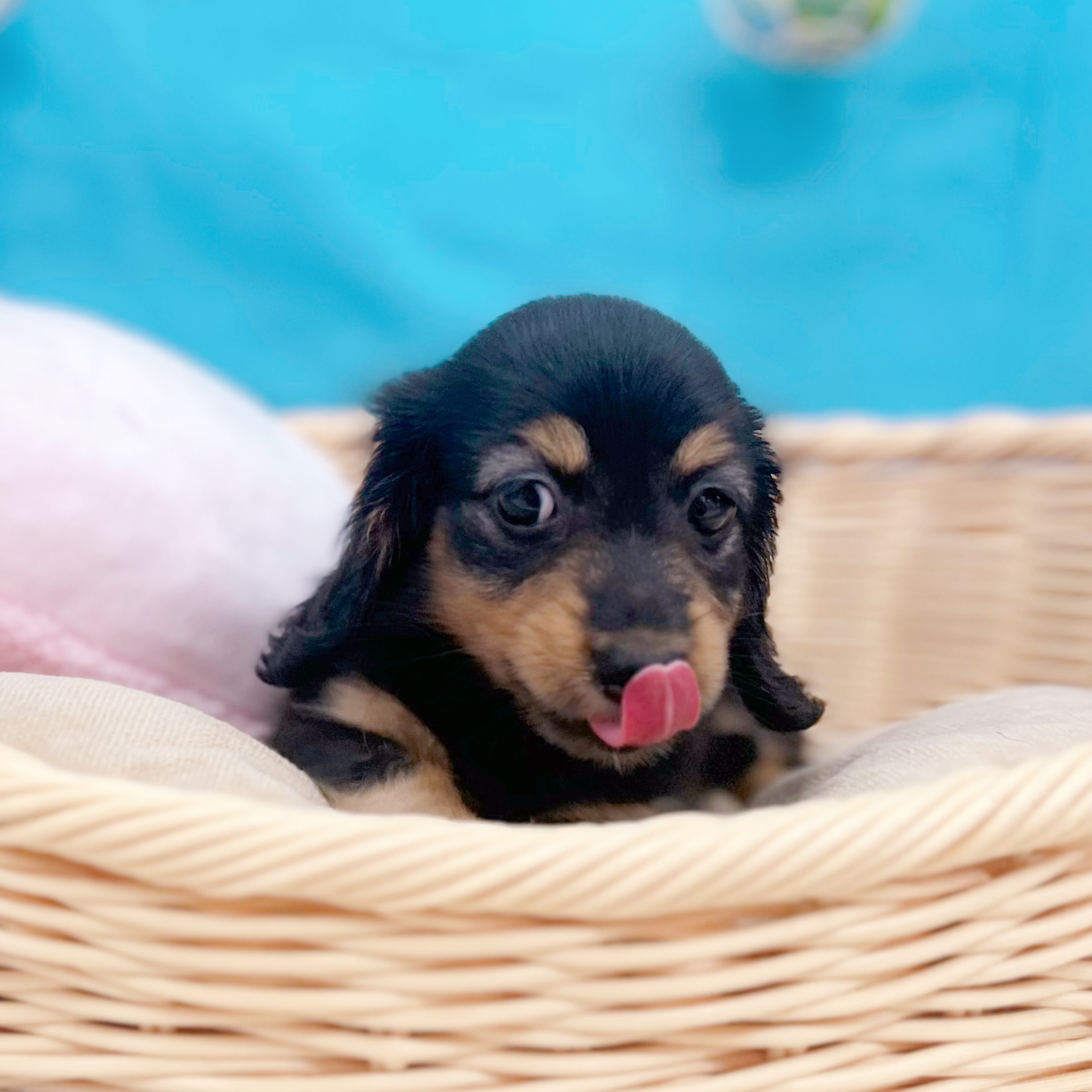 岐阜県のカニンヘンダックスフンド(ロング) (犬の家＆猫の里岐南店/2026年5月26日生まれ/女の子/ブラックタン)の子犬の4枚目の画像