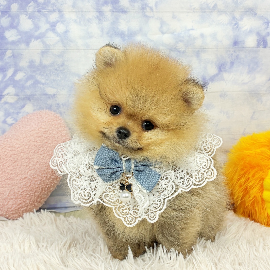 兵庫県のポメラニアン (犬の家＆猫の里川西店/2026年5月28日生まれ/男の子/オレンジ)の子犬の4枚目の画像