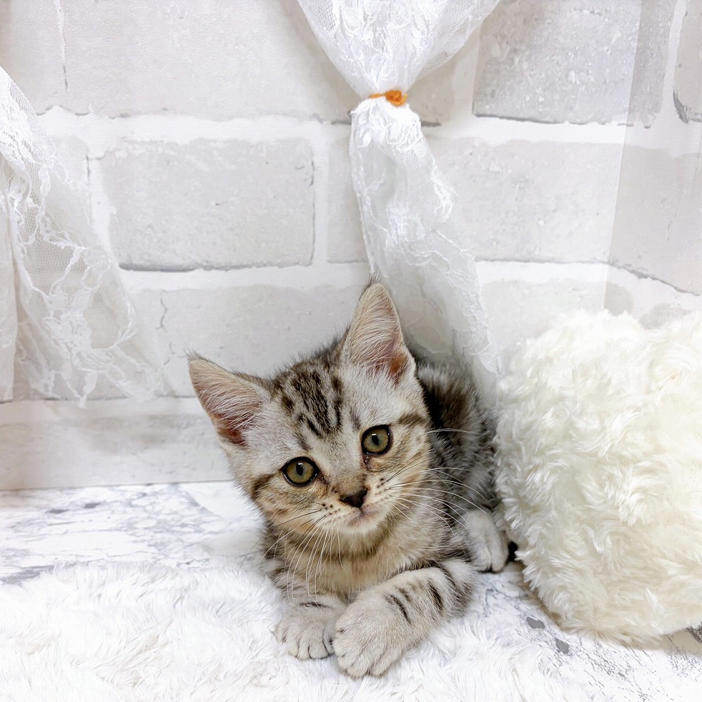 京都府のアメリカンショートヘアー (犬の家＆猫の里京都精華店/2026年5月27日生まれ/女の子/シルバータビー)の子猫の4枚目の画像