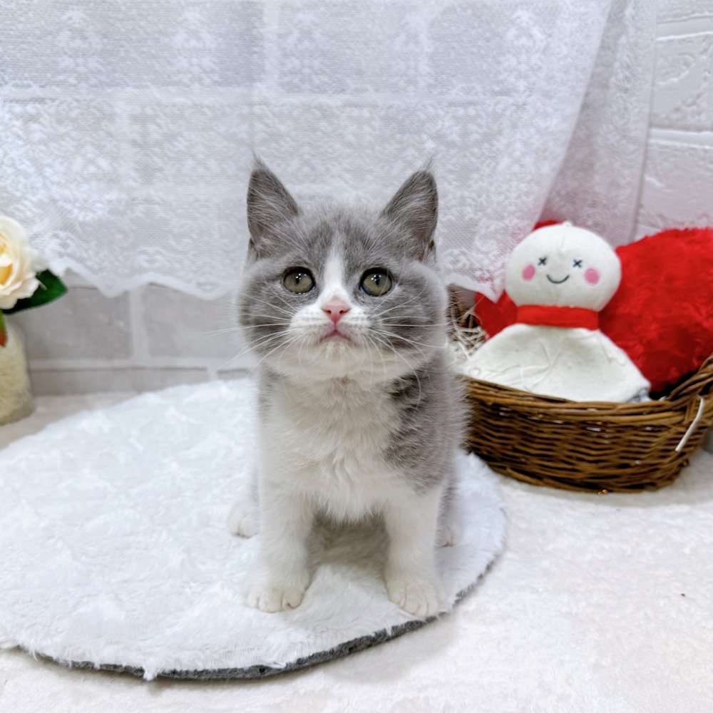 滋賀県のブリティッシュショートヘアー (犬の家＆猫の里長浜店/2026年5月27日生まれ/女の子/ブルーホワイト)の子猫の4枚目の画像