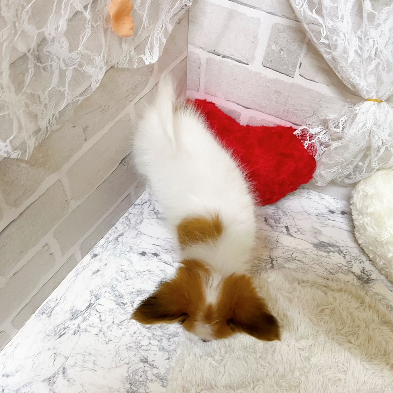 京都府のパピヨン (犬の家＆猫の里京都精華店/2026年5月26日生まれ/女の子/ホワイトレッド)の子犬の4枚目の画像