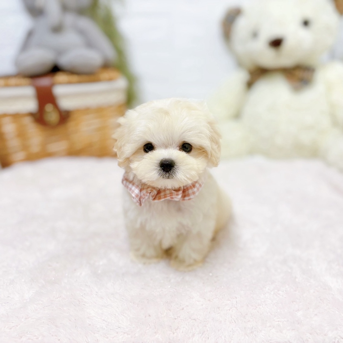 滋賀県のマルプー(マルチーズ×プードル) (犬の家＆猫の里近江八幡店/2026年5月19日生まれ/女の子/クリーム)の子犬の4枚目の画像