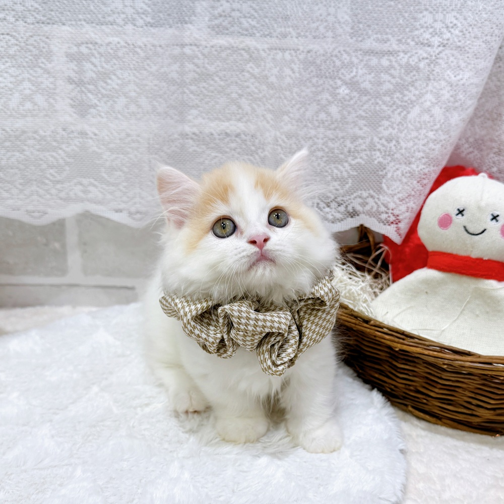 滋賀県のマンチカン (犬の家＆猫の里長浜店/2026年5月17日生まれ/男の子/レッドタビーホワイト)の子猫の4枚目の画像