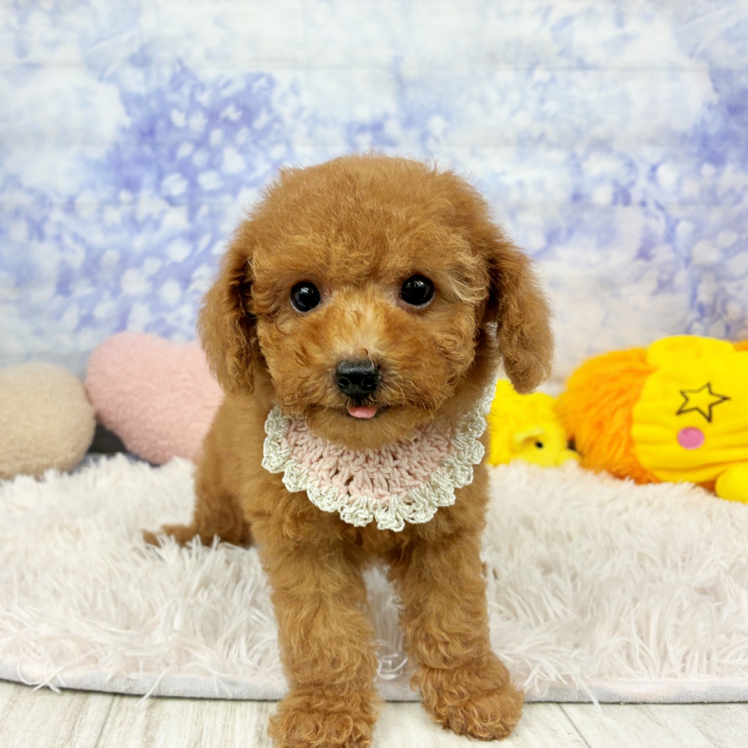 兵庫県のトイプードル(トイ) (犬の家＆猫の里川西店/2026年5月28日生まれ/女の子/オレンジフォーン)の子犬の4枚目の画像