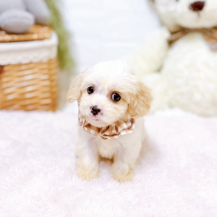 滋賀県のハーフ犬・ミックス犬 (犬の家＆猫の里近江八幡店/2026年5月26日生まれ/女の子/ホワイトクリーム)の子犬の4枚目の画像