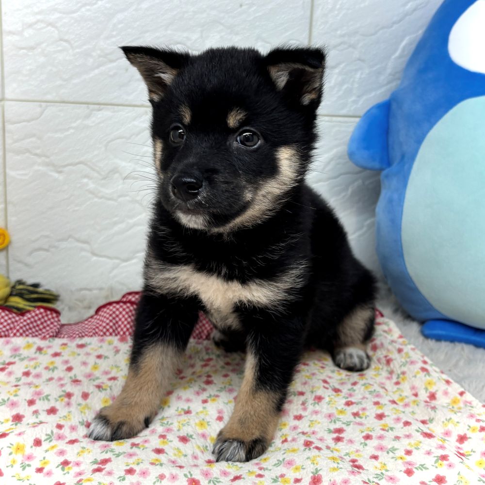 兵庫県の豆柴 (犬の家＆猫の里ゆめタウン姫路店/2026年5月28日生まれ/男の子/黒)の子犬の4枚目の画像