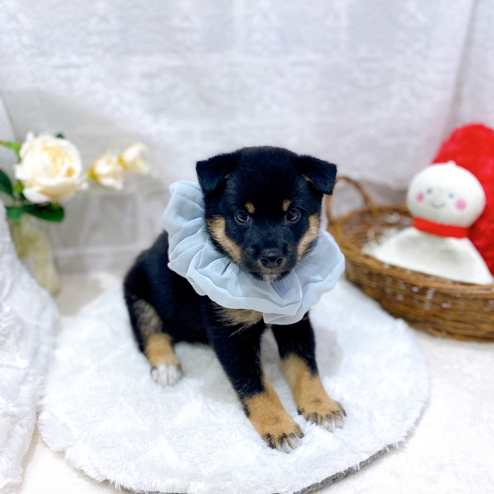 滋賀県の豆柴 (犬の家＆猫の里長浜店/2026年5月28日生まれ/男の子/黒)の子犬の4枚目の画像