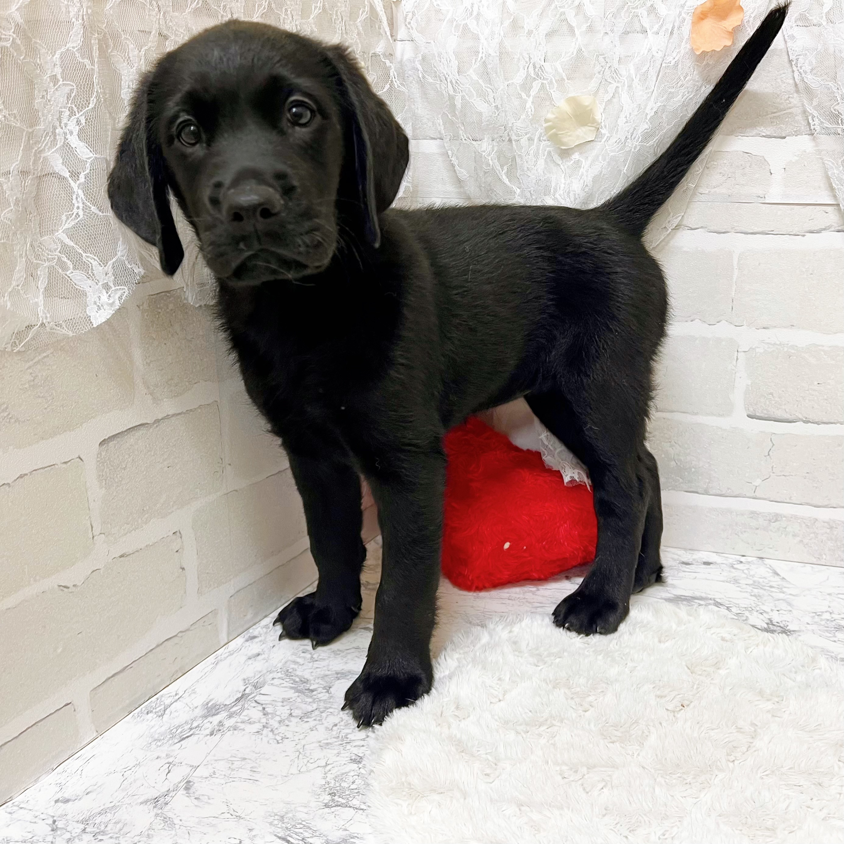 京都府のハーフ犬・ミックス犬 (犬の家＆猫の里京都精華店/2026年5月27日生まれ/女の子/ブラック)の子犬の4枚目の画像