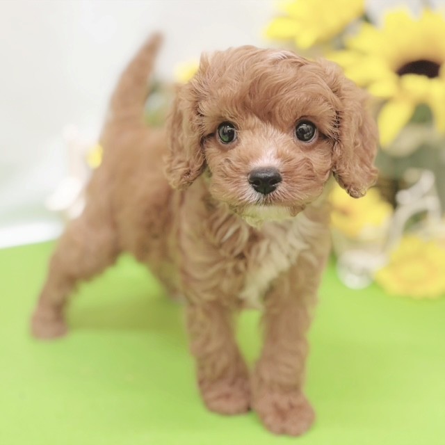 静岡県のキャバプー(キャバリア×プードル) (犬の家＆猫の里藤枝店/2026年5月28日生まれ/男の子/レッドホワイト)の子犬の4枚目の画像