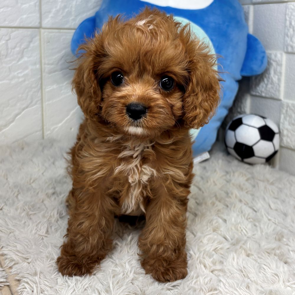 兵庫県のキャバプー(キャバリア×プードル) (犬の家＆猫の里ゆめタウン姫路店/2026年5月28日生まれ/女の子/レッドホワイト)の子犬の4枚目の画像