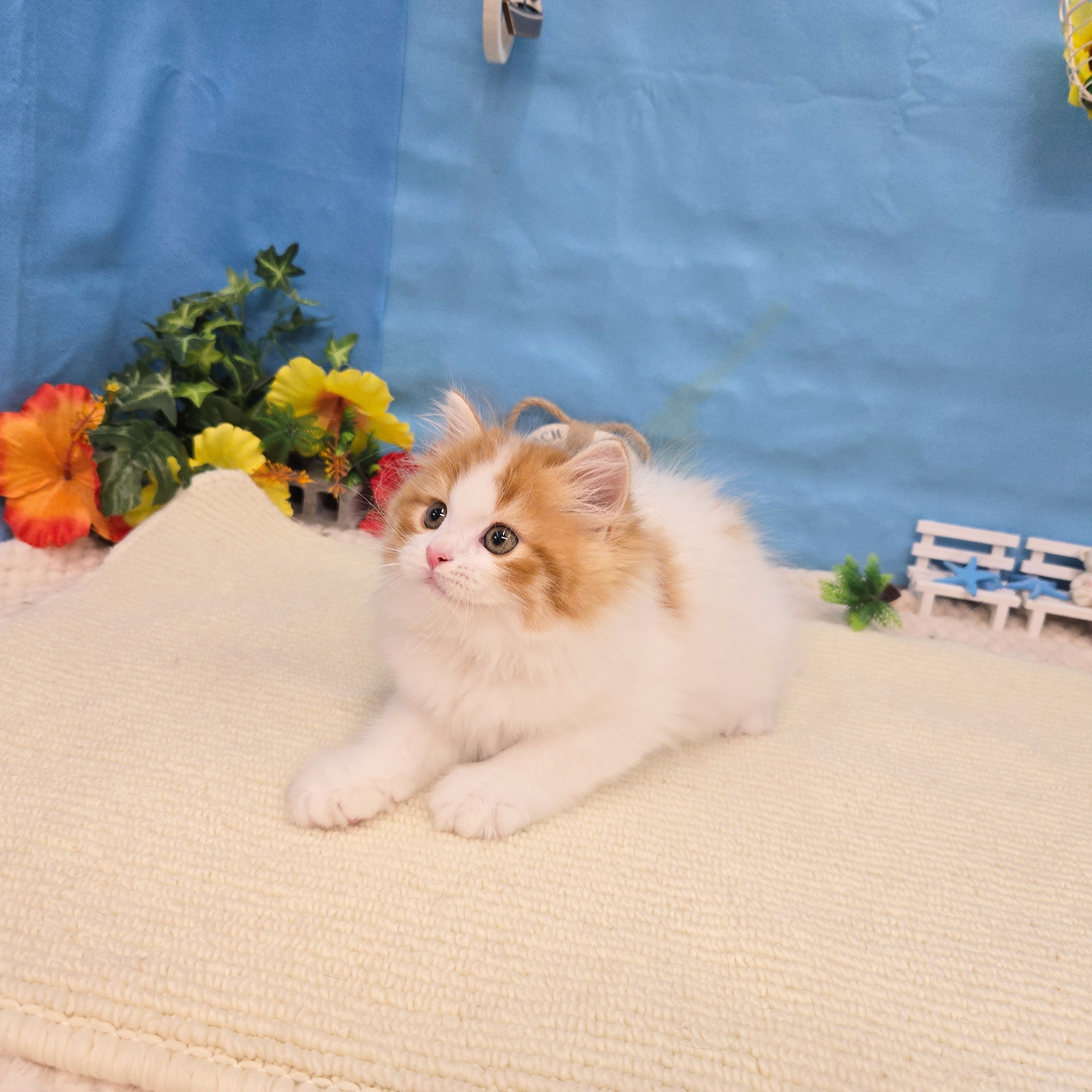 岐阜県のスコティッシュフォールド (犬の家＆猫の里岐南店/2026年5月24日生まれ/男の子/レッドタビーホワイト)の子猫の4枚目の画像