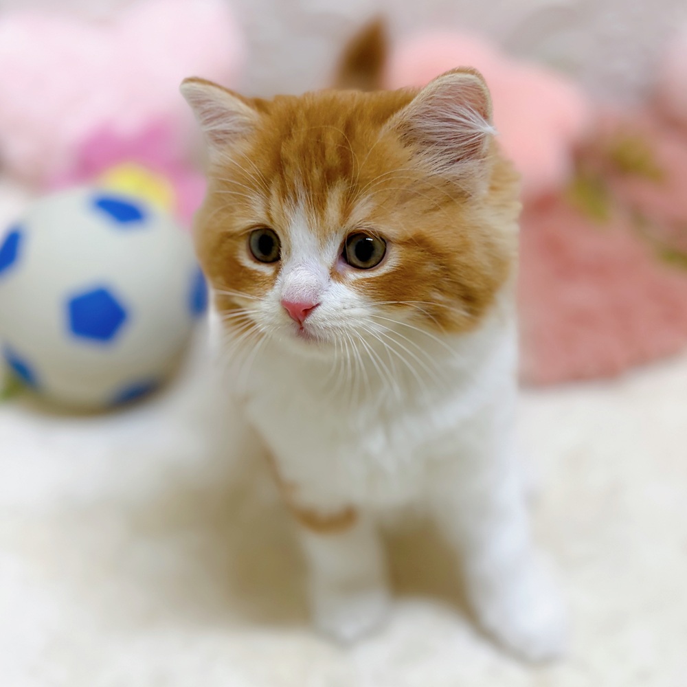 愛知県のスコティッシュフォールド (犬の家＆猫の里岡崎店/2026年5月24日生まれ/男の子/レッドタビーホワイト)の子猫の1枚目の画像