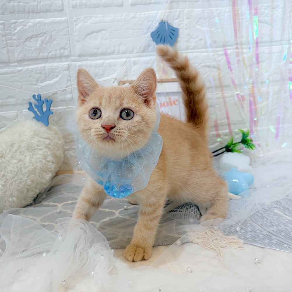 静岡県のブリティッシュショートヘアー (犬の家＆猫の里富士店/2026年5月23日生まれ/男の子/クリームタビー)の子猫の4枚目の画像