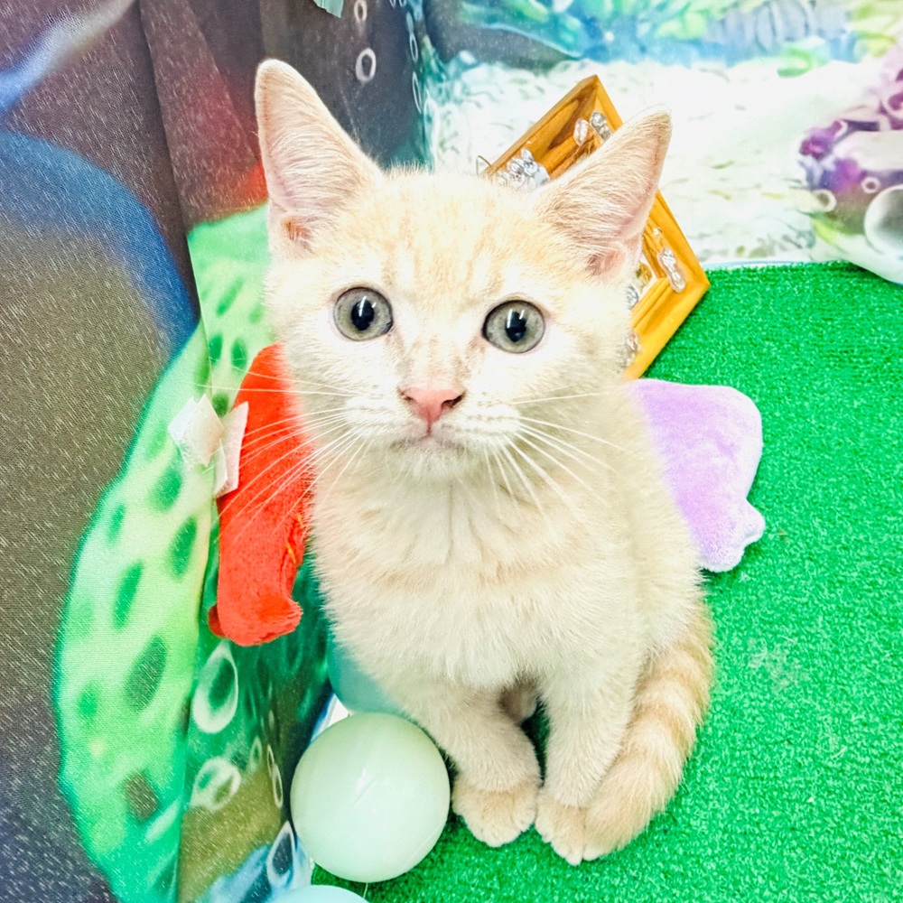 愛知県のブリティッシュショートヘアー (犬の家＆猫の里名古屋天白店/2026年5月23日生まれ/男の子/クリームタビー)の子猫の4枚目の画像