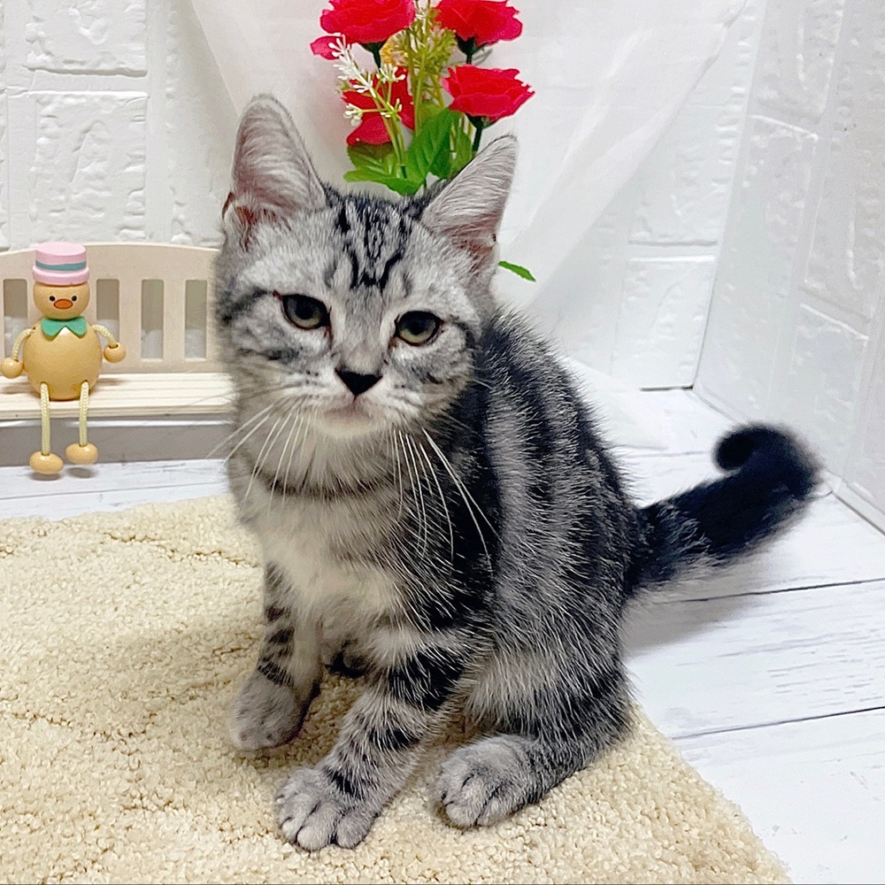 岡山県のアメリカンショートヘアー (犬の家＆猫の里岡山店/2026年5月29日生まれ/男の子/シルバータビー)の子猫の4枚目の画像