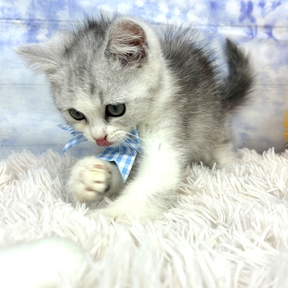 兵庫県のミヌエット (犬の家＆猫の里川西店/2026年5月20日生まれ/男の子/シルバータビーホワイト)の子猫の4枚目の画像