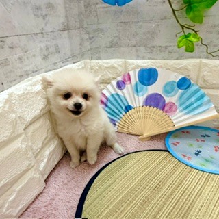 静岡県のポメチワ/チワポメ/ポメチー(ポメラニアン×チワワ) (犬の家＆猫の里プレ葉ウォーク浜北店/2026年5月28日生まれ/女の子/クリーム)の子犬の4枚目の画像