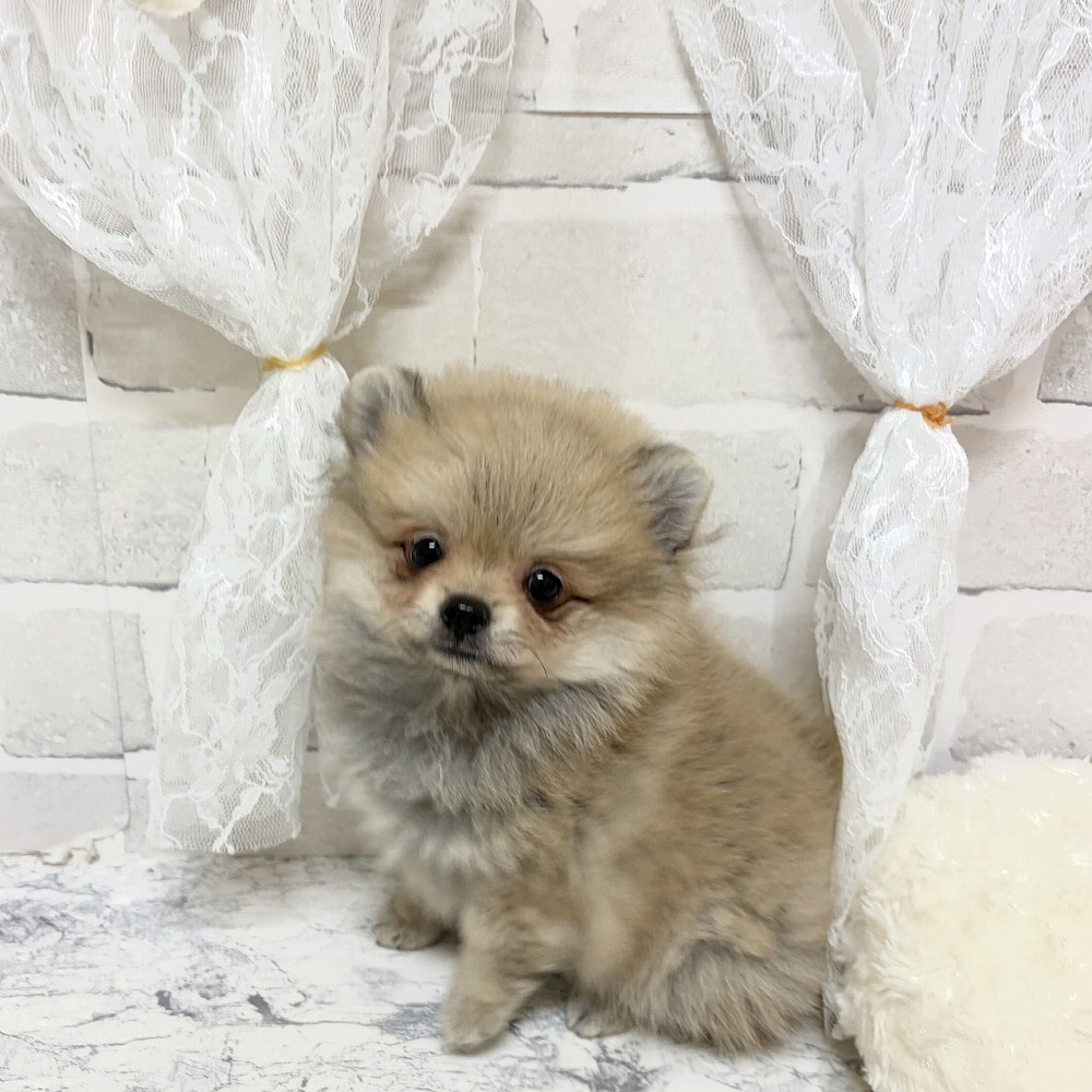 京都府のポメチワ/チワポメ/ポメチー(ポメラニアン×チワワ) (犬の家＆猫の里京都精華店/2026年5月28日生まれ/男の子/フォーン)の子犬の4枚目の画像
