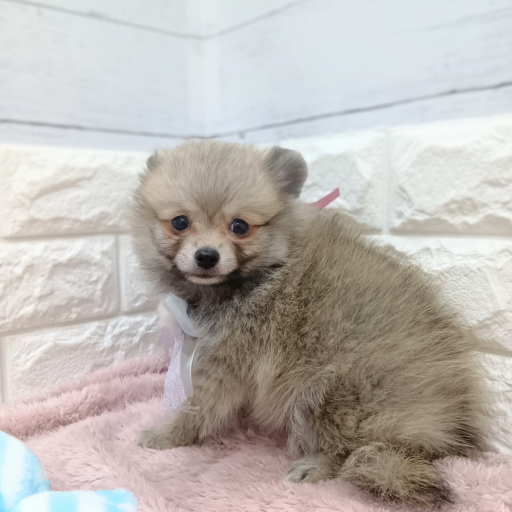 静岡県のポメチワ/チワポメ/ポメチー(ポメラニアン×チワワ) (犬の家＆猫の里アミーゴ浜松和田店/2026年5月29日生まれ/女の子/ウルフセーブル)の子犬の4枚目の画像