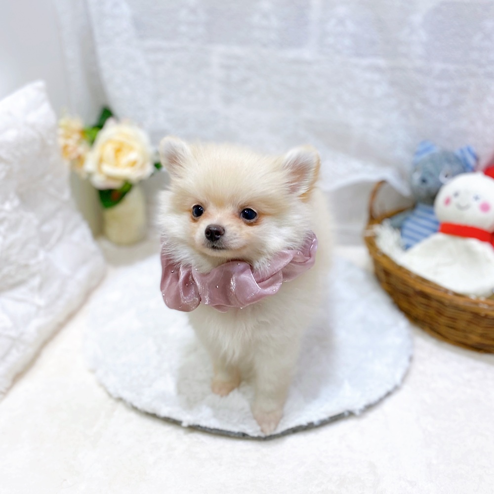 滋賀県のポメチワ/チワポメ/ポメチー(ポメラニアン×チワワ) (犬の家＆猫の里長浜店/2026年5月29日生まれ/女の子/クリーム)の子犬の4枚目の画像
