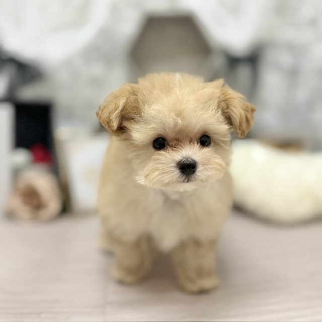 千葉県のマルプー(マルチーズ×プードル) (犬の家＆猫の里ワンズモール稲毛店/2026年5月29日生まれ/男の子/アプリコットホワイト)の子犬の4枚目の画像
