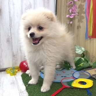 神奈川県のポメラニアン (犬の家＆猫の里小田原店/2026年5月31日生まれ/女の子/クリーム)の子犬の4枚目の画像