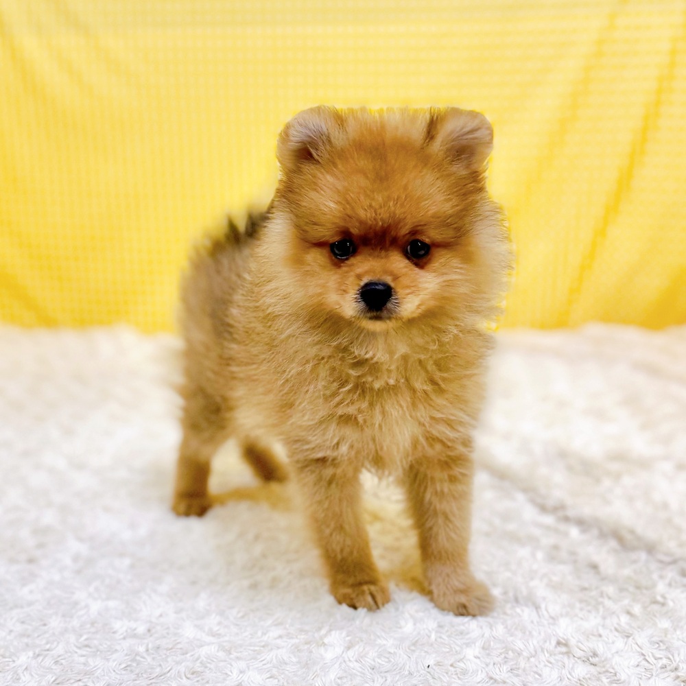 愛知県のポメラニアン (犬の家＆猫の里一宮店/2026年5月31日生まれ/女の子/オレンジ)の子犬の4枚目の画像