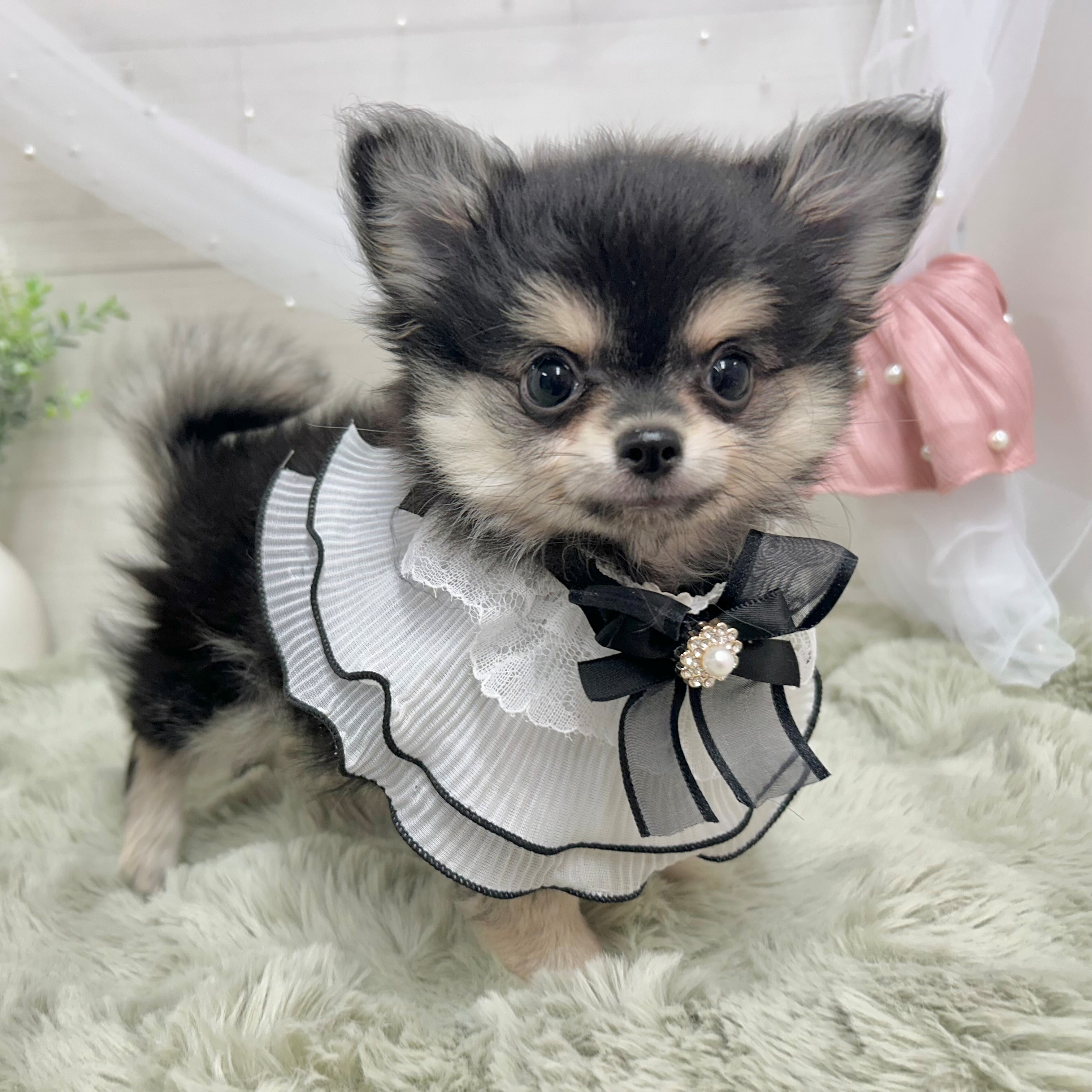 神奈川県のポメチワ/チワポメ/ポメチー(ポメラニアン×チワワ) (犬の家＆猫の里相模原店/2026年5月29日生まれ/女の子/ブラッククリーム)の子犬の4枚目の画像