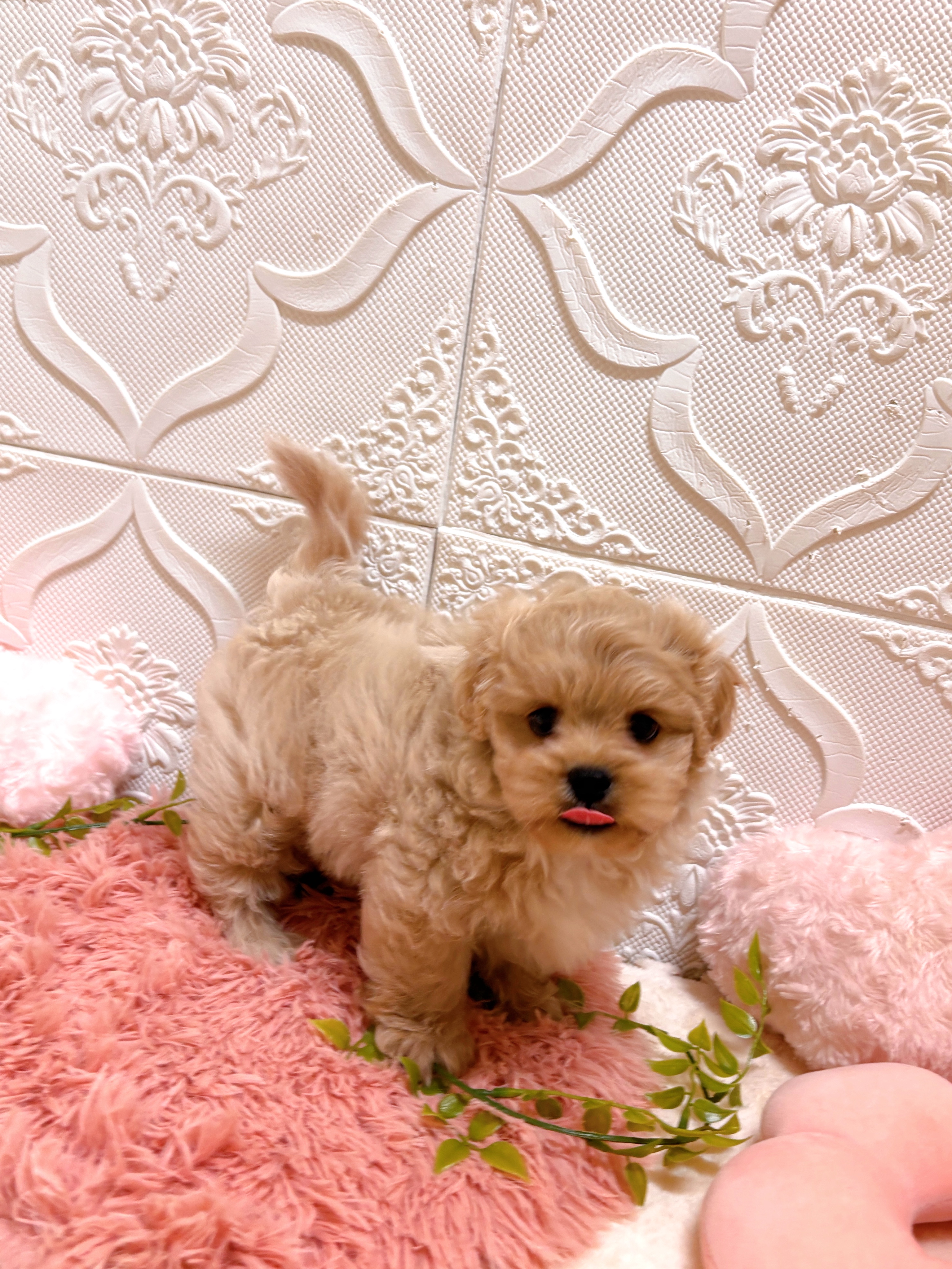 愛知県のペキプー(ペキニーズ×プードル) (犬の家＆猫の里岡崎店/2026年5月29日生まれ/男の子/クリーム)の子犬の4枚目の画像