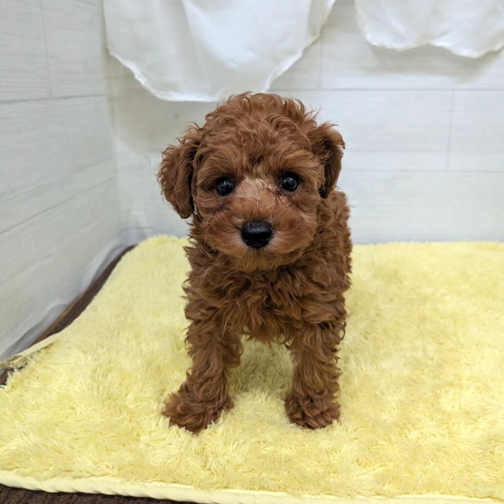 愛知県のトイプードル(トイ) (犬の家＆猫の里碧南店/2026年5月29日生まれ/男の子/レッドフォーン)の子犬の4枚目の画像