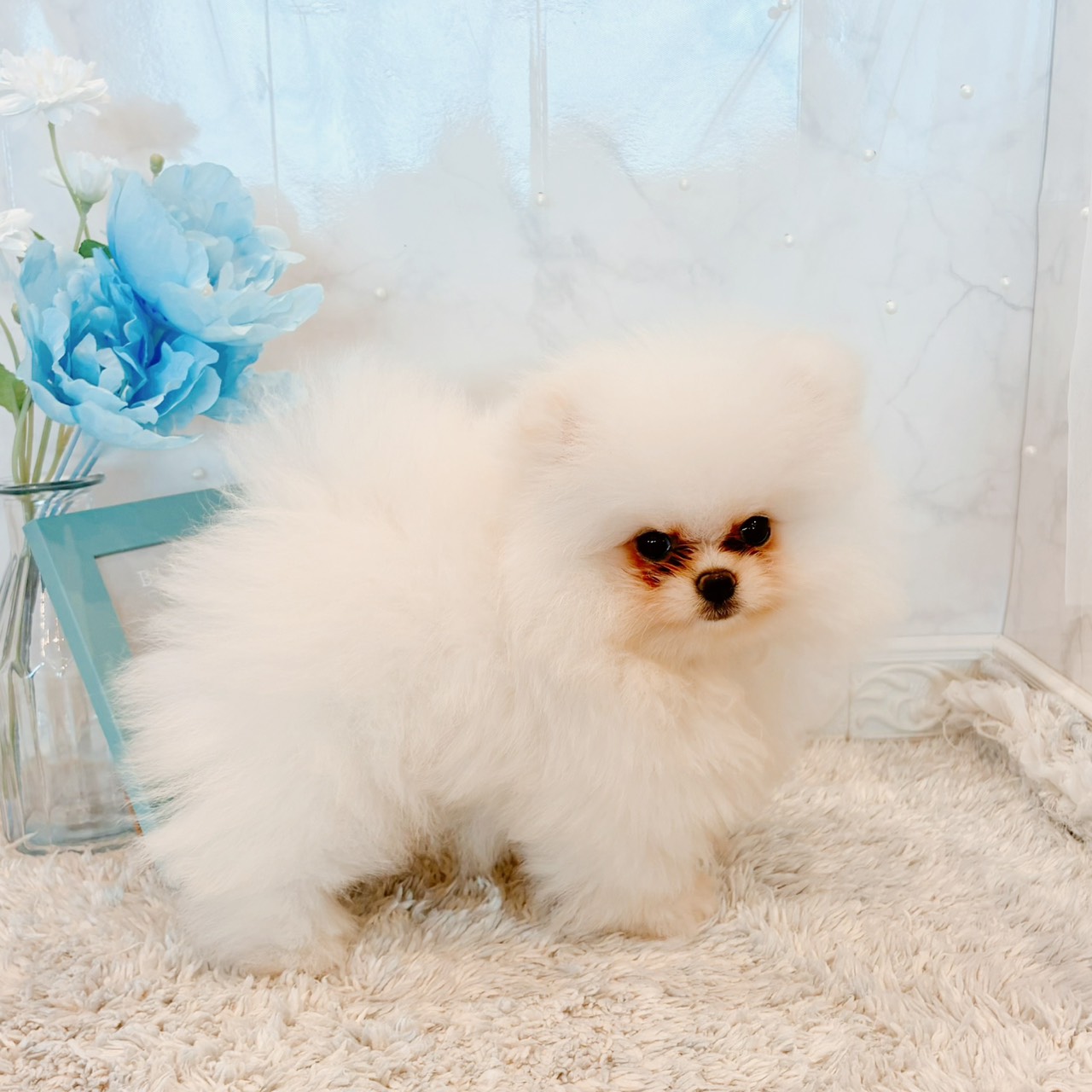 福井県のポメラニアン (犬の家＆猫の里福井店/2026年5月30日生まれ/男の子/ホワイト)の子犬の4枚目の画像