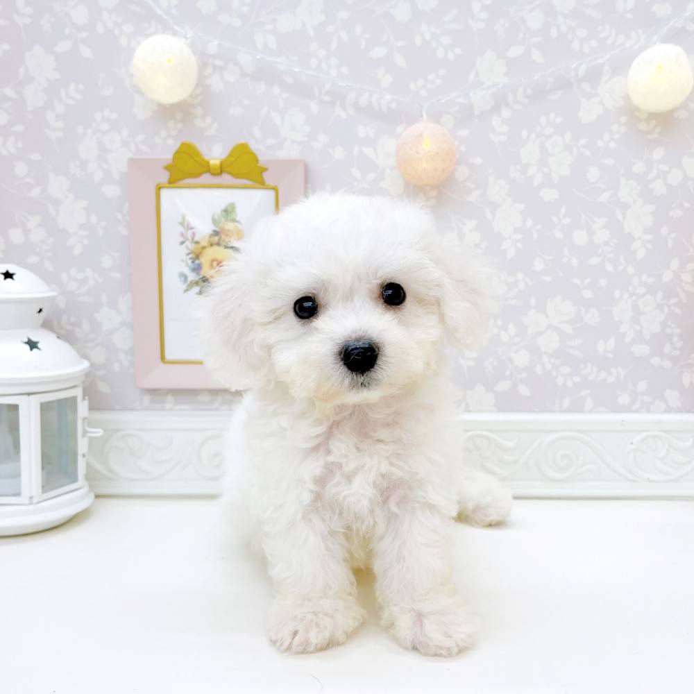 富山県のビションフリーゼ (犬の家＆猫の里富山店/2026年5月30日生まれ/女の子/ホワイト)の子犬の4枚目の画像